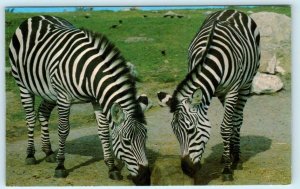 ATLANTA, Georgia GA ~ Zebras at LION COUNTRY SAFARI ca 1970s Roadside Postcard