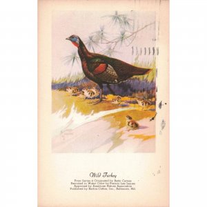 c.1957 Wild Turkey Betty Carnes Postcard / 2R5-524
