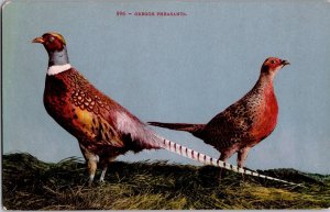 Oregon Pheasants Vintage Postcard - Edward H Mitchell Wildlife Bird Art c1915