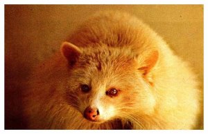 Postcard ANIMAL SCENE Abiquiu New Mexico NM AT5227
