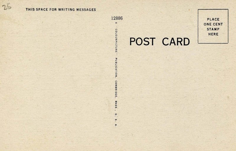 Sea Gulls on the Beach