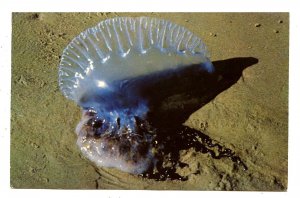 Jelly Fish, Man-O-War