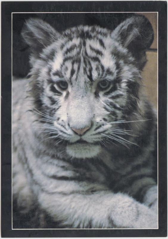 KAMA, Racine Zoo's white tiger, unused Postcard