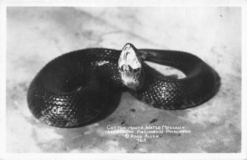 Cotton Mouth Water Moccasin Poisonous Snake 1940s RPPC Real Photo Postcard 