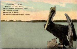 Florida Birds The Florida Pelican