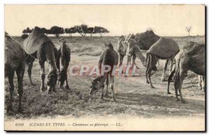 Algeria Old Postcard Scenes and Types Camels at pasture (camel)