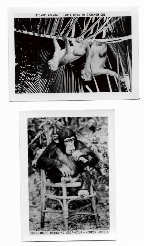 The Monkey Jungle - Vintage Postcard - photo folder - Miami Florida - 10 photos