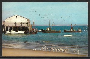 Massachusetts, Cape Cod - Gulls - Boats - Town Wharf - [MA-094]
