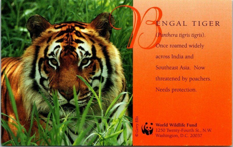  Washington DC World Wildlife Fund Bengal Tiger Postcard