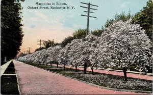 Oxford Street Rochester NY Magnolias in Bloom Flower City Series Postcard H29