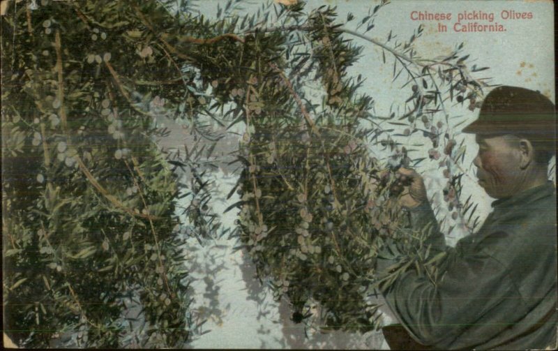 California Olive Farming Chinese Labor Man Picks Olives c1910 Postcard