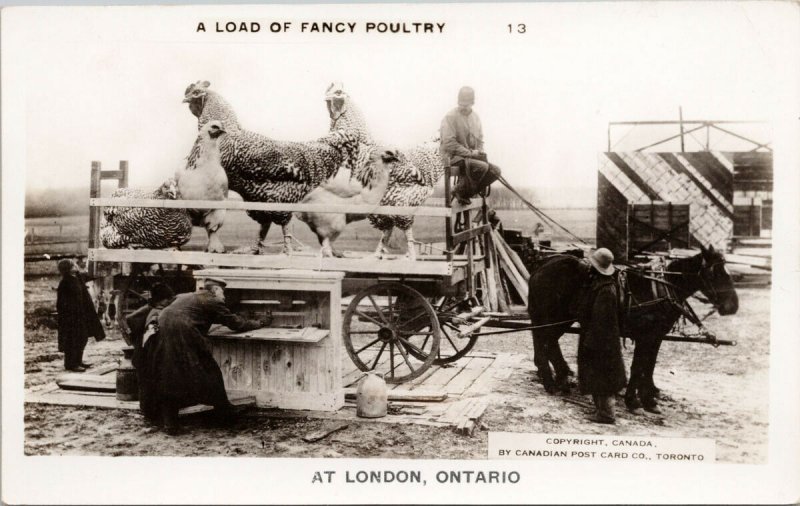 London Ontario Exaggeration Fancy Poultry Huge Chickens Humour RPPC Postcard H21