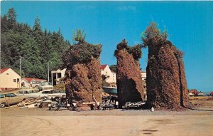 Sekiu Washington 1960s Postcard The Three Sisters Rock Formation