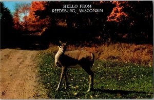 Hello from Reedsburg WI Deer Along Dirt Road Vintage Postcard D22
