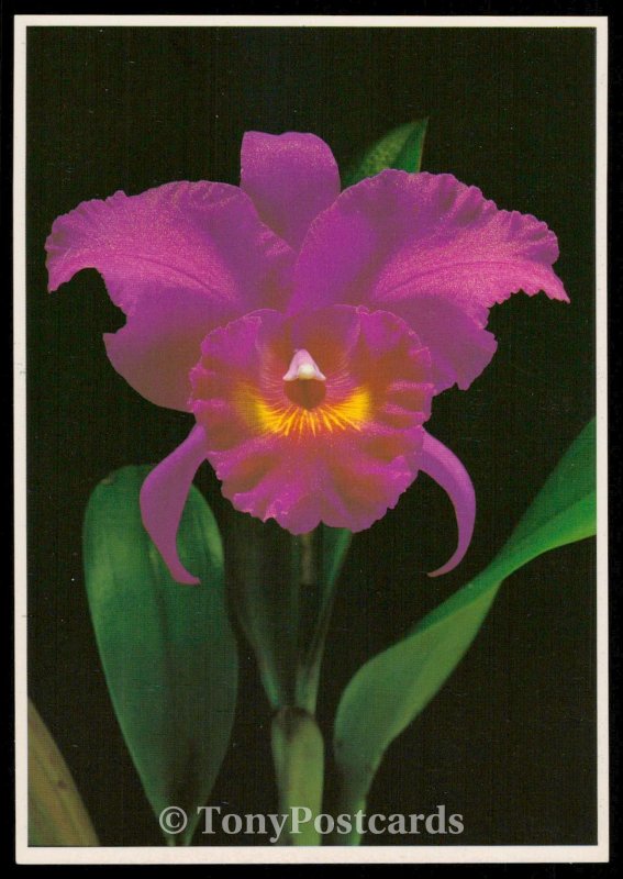 Beautiful flower of Tahiti: the orchid