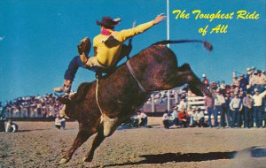 Cowboy Riding Steer The Toughest Ride Of All