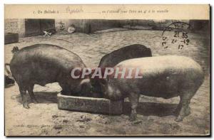 Old Postcard Pig Pig In ballad
