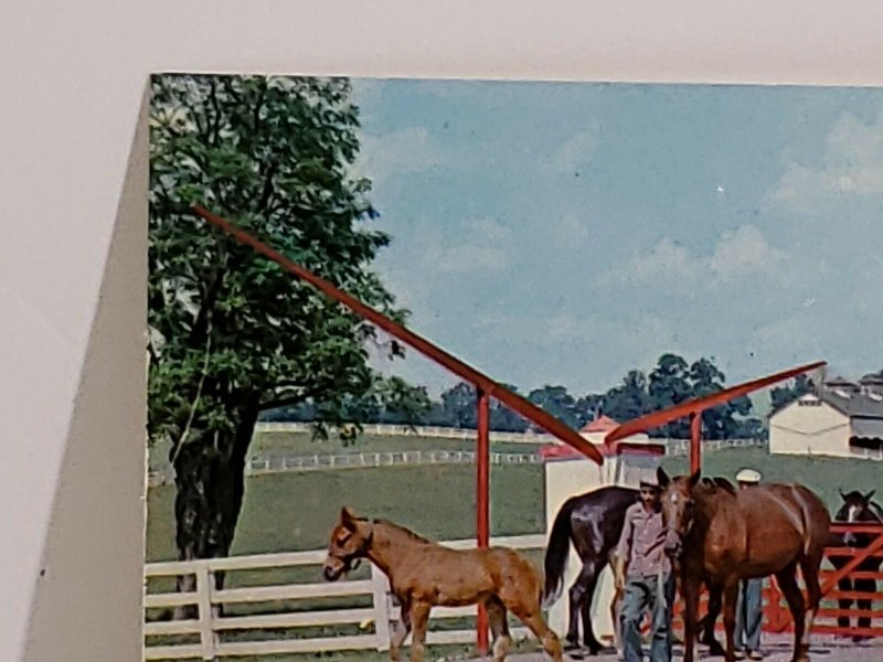 Calumet Farm Kentucky Horse Farm Man With Horses Vintage Postcard unposted