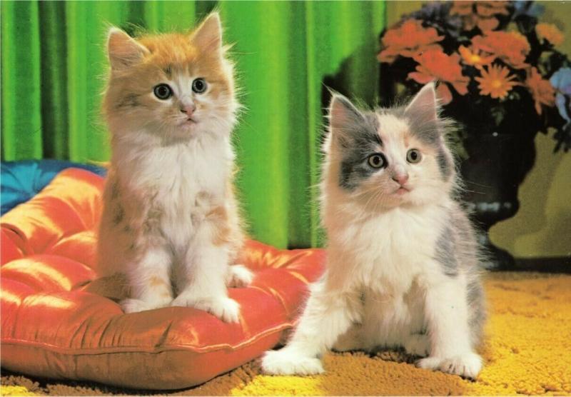 Pair of Kittens with Cushion and Flowers Cute Cat Postcard