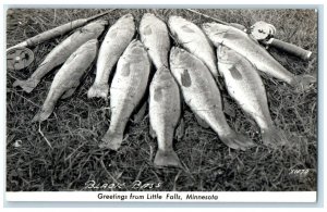 Greetings From Little Falls Minnesota MN Black Bass Fishes RPPC Photo Postcard