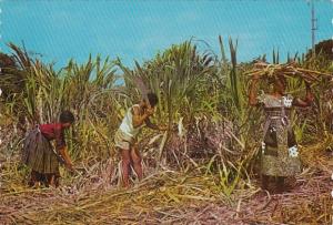 Antigua Natives Cutting Sugar Cane