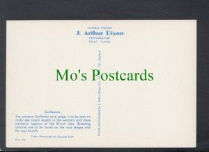 Birds Postcard - Guillemots SW4763