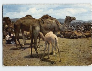 Postcard Goulimine-Camel Market, Guelmim, Morocco