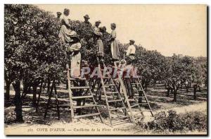 Old Postcard Picking the flower & # 39oranger Cote d & # 39Azur