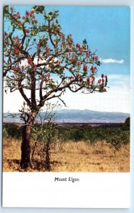 MOUNT ELGON Kenya Postcard