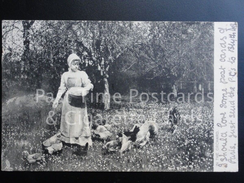 c1905 Tucks 'Counrty Life' IN THE ORCHARD feeding the chickens