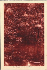 Congo Marigot Dans Un Sous-Bois Africa Vintage Postcard 03.83