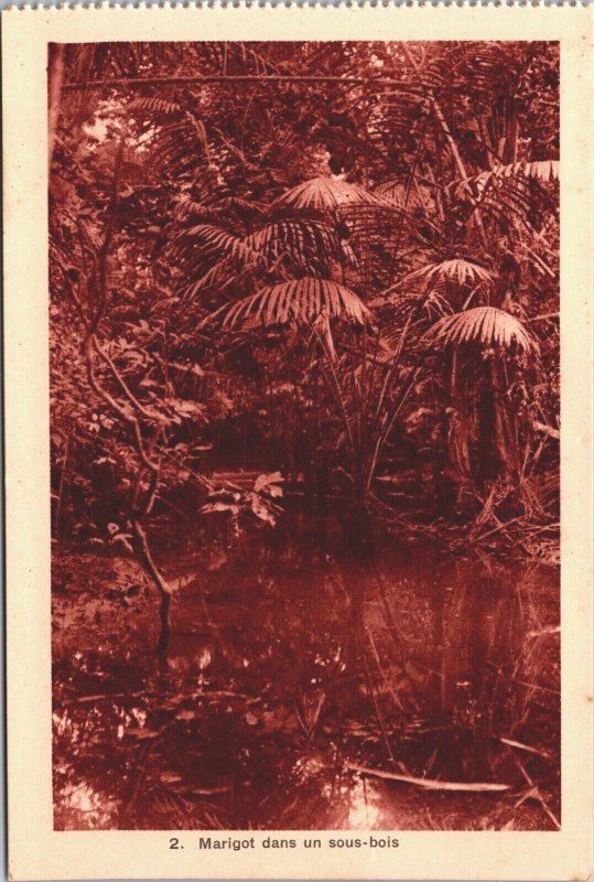 Congo Marigot Dans Un Sous-Bois Africa Vintage Postcard 03.83 