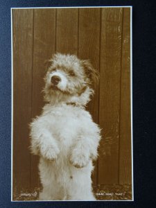 Portrait TERRIER Dog Breed TRICKS - HOW'S THAT? c1930 RP Postcard by Judges Ltd