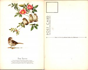 Song Sparrow (16702