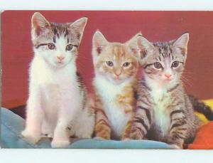 Pre-1980 THREE CUTE KITTEN CATS IN A ROW n0395