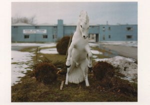 Impala 2005 Alec Soth White Horse Statue Stallion Genitalia Photo Postcard