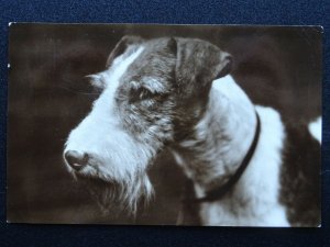 Portrait TERRIER Dog Breed c1930's RP Postcard