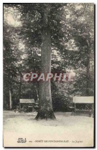 Old Postcard Tree Forest of Fontainebleau The Jupiter