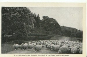 New Zealand Postcard - Droving Sheep in New Zealand - Ref 7416A