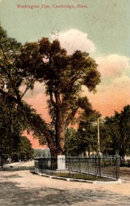 Massachusetts Cambridge The Washington Elm 1907