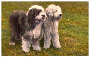 Dog ,   English Sheepdogs