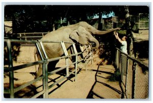 c1960's Elephants Marsalis Park Zoo Marsalis Avenue Oak Cliff Dallas TX Postcard