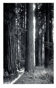 Couple in the Redwoods Muir Woods National Monument California RPPC Postcard