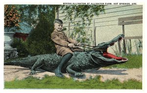 Boy Riding Alligator at Alligator Farm Hot Springs Arkansas Postcard