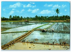 c1960s Coconut and Buffalo Scene Rural Scene Penang Malaysia Foreign Postcard