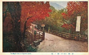 Japan The Maple trees of Nagano Kyoto 05.96