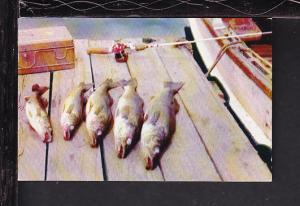 Walleyes Postcard 