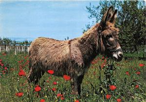 B40955 donkey types folklore greece