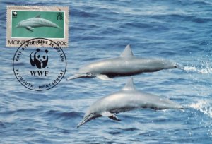 Spinner Spanish Spain Dolphin Montserrat WWF FDC Stamp Rare Postcard