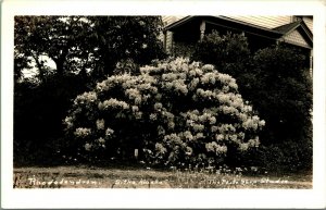 RPPC Rhododendron Bush Sitka Alaska AK Photo Shop Studio Photo UNP Postcard B14